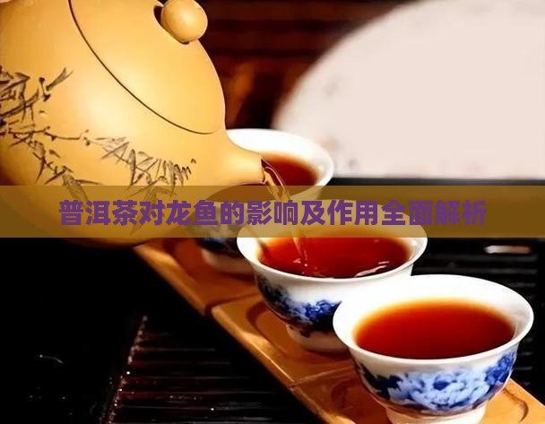 普洱茶養龍魚