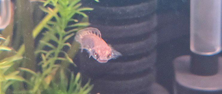 五彩雷龍魚