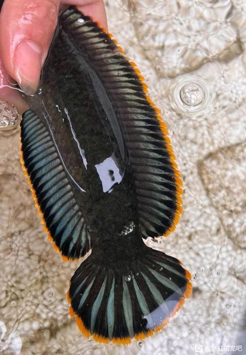 五彩雷龍魚