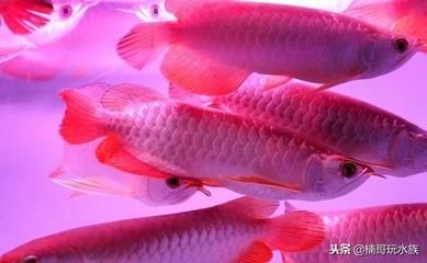 哪種龍魚最貴（世界上最貴的龍魚之一，價格相當昂貴，血紅龍魚的選購指南）