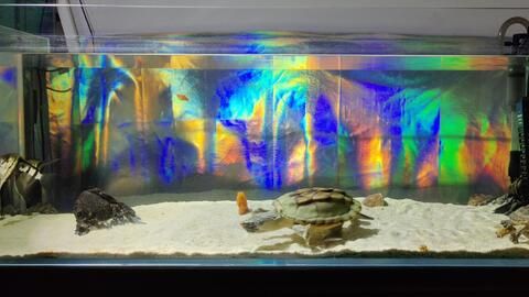 龍魚混養(yǎng)龜：龍魚混養(yǎng)與魚混養(yǎng)的最佳選擇之一，龍魚混養(yǎng)注意事項 龍魚混養(yǎng)龜：龍魚混養(yǎng)與魚混養(yǎng)的最佳選擇之一，龍魚混養(yǎng)注意事項 龍魚百科 第1張