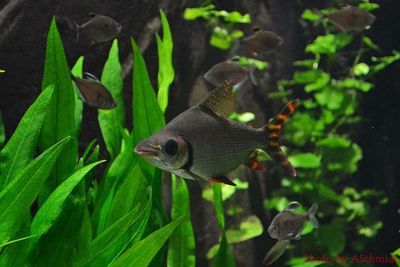 黃龍鳳可與龍魚(yú)一起養(yǎng)嗎【黃龍鳳與龍魚(yú)混養(yǎng)成功案例】 黃龍鳳可與龍魚(yú)一起養(yǎng)嗎【黃龍鳳與龍魚(yú)混養(yǎng)成功案例】 龍魚(yú)百科 第1張