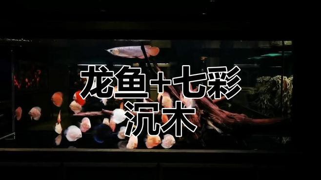 有哪些適合銀龍魚的魚缸裝飾 有哪些適合銀龍魚的魚缸裝飾 龍魚百科 第11張