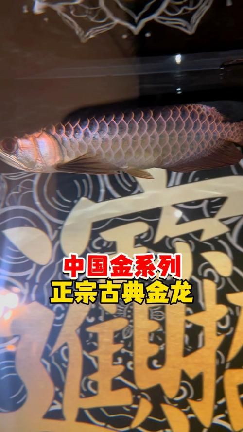 金龍過背圖片大全 金龍過背圖片大全 龍魚百科 第16張