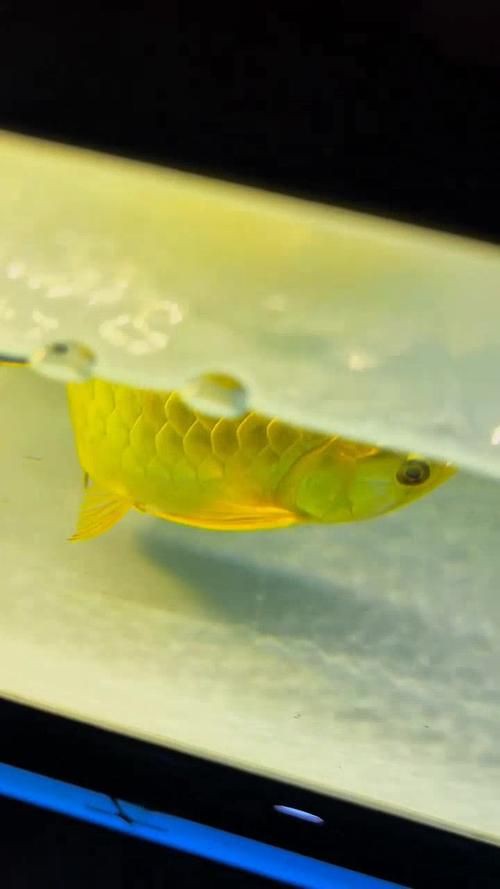 金龍過背圖片大全 金龍過背圖片大全 龍魚百科 第3張