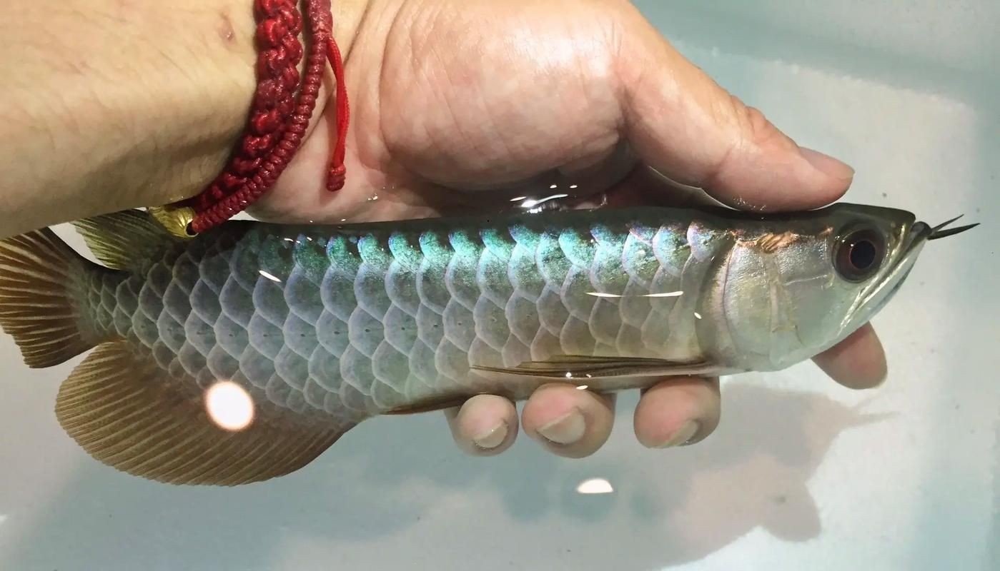 金龍過背圖片大全 金龍過背圖片大全 龍魚百科 第8張