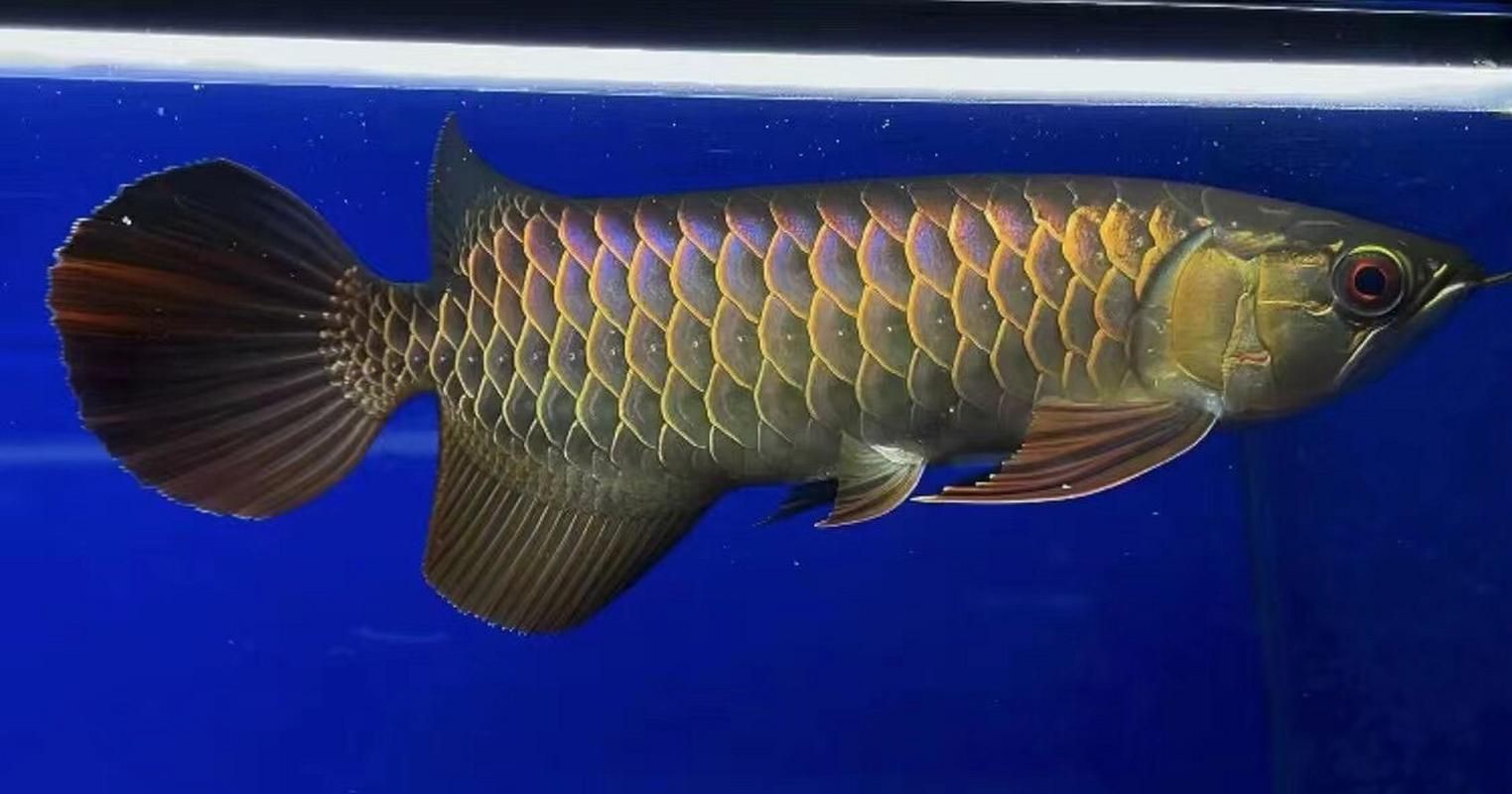 金龍過背圖片大全 金龍過背圖片大全 龍魚百科 第17張