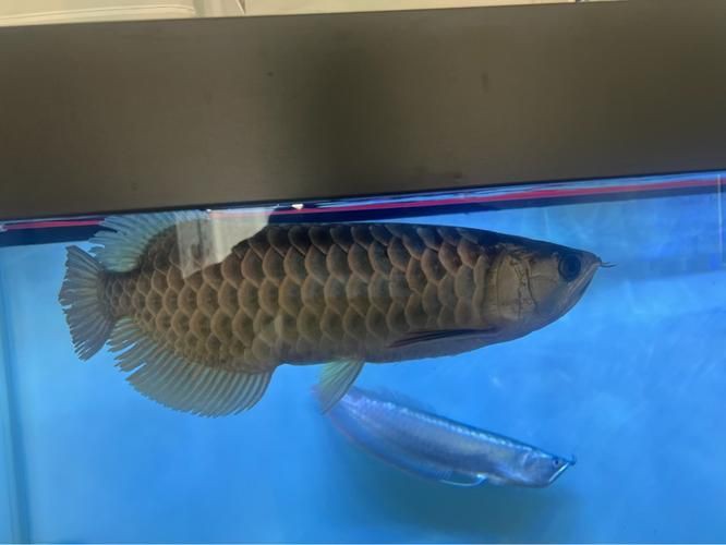 金龍過背圖片大全 金龍過背圖片大全 龍魚百科 第18張