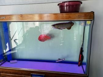 龍魚虎魚混養如何喂食：龍魚、虎魚混養如何喂食