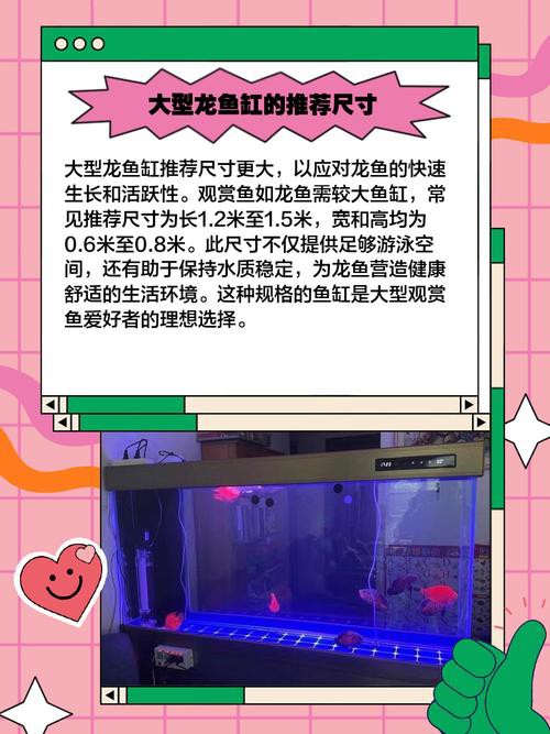 新手適合養幾條龍魚？