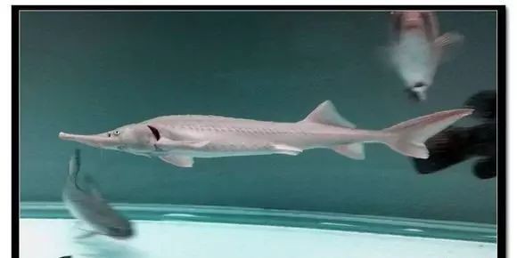 銀豹鴨嘴魚和龍魚混養