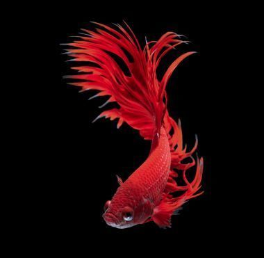 龍魚的照片兒：關于龍魚的一些照片