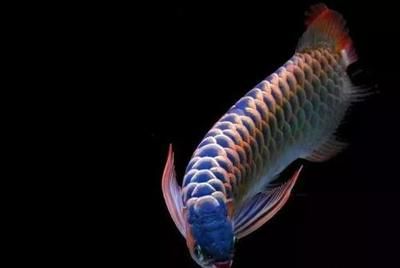 龍魚的照片兒：關于龍魚的一些照片