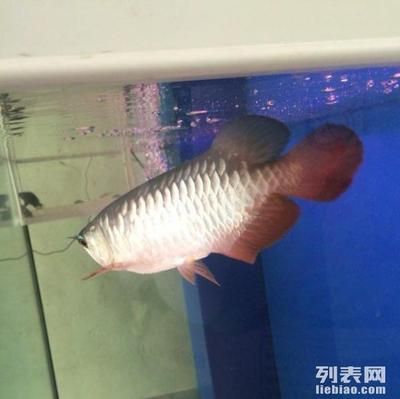 招財龍魚擺件如何擺放讓財運不斷：長得像龍魚的小型魚