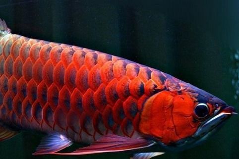 上海紅龍魚專賣店地址查詢，上海紅龍魚專賣店