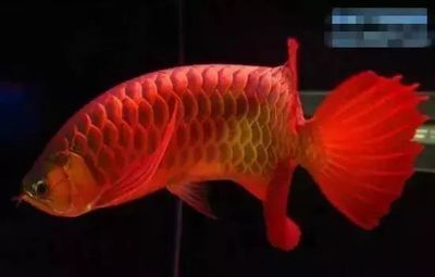 上海紅龍魚專賣店地址查詢，上海紅龍魚專賣店