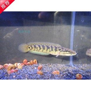 火山石對龍魚養殖的影響：養龍魚的魚缸中放置火山石對龍魚養殖有多重好處