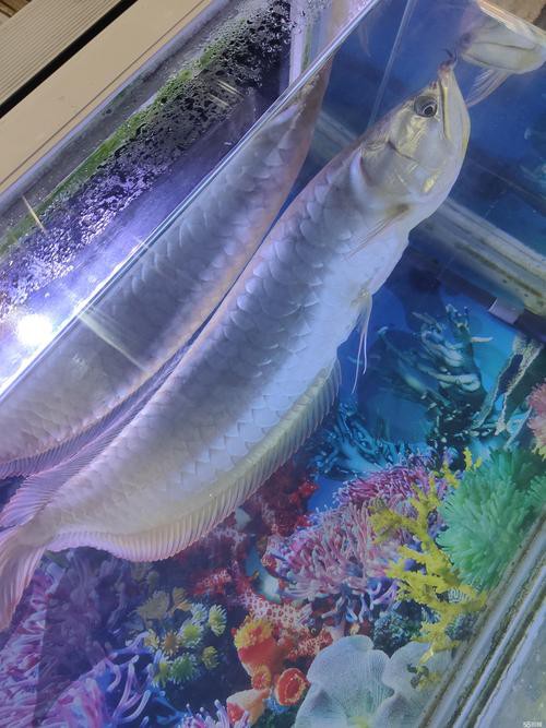 哪里可以找到更多龍魚高清壁紙？