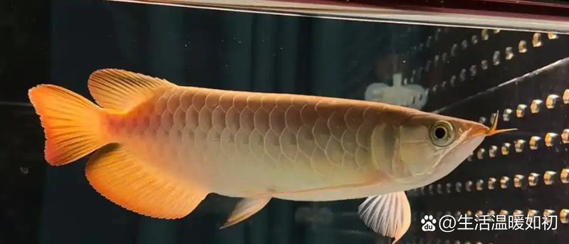 短身福龍王魚壽命有多長？