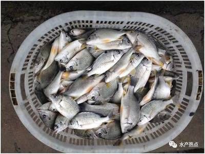 黃鰭鯧魚混養(yǎng)注意事項：黃鰭鯧魚與哪些魚混養(yǎng)和諧 黃鰭鯧魚混養(yǎng)注意事項：黃鰭鯧魚與哪些魚混養(yǎng)和諧 龍魚百科 第1張