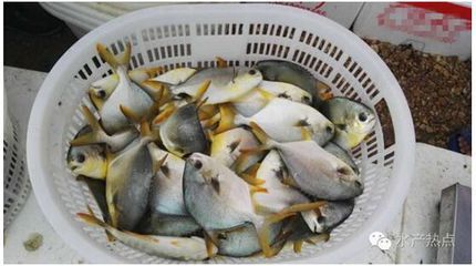 黃鰭鯧魚混養(yǎng)注意事項：黃鰭鯧魚與哪些魚混養(yǎng)和諧 黃鰭鯧魚混養(yǎng)注意事項：黃鰭鯧魚與哪些魚混養(yǎng)和諧 龍魚百科 第5張