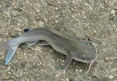 黃鰭鯧魚混養(yǎng)注意事項：黃鰭鯧魚與哪些魚混養(yǎng)和諧 黃鰭鯧魚混養(yǎng)注意事項：黃鰭鯧魚與哪些魚混養(yǎng)和諧 龍魚百科 第3張