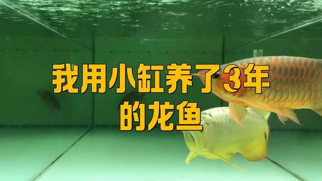 小魚缸養(yǎng)龍魚視頻