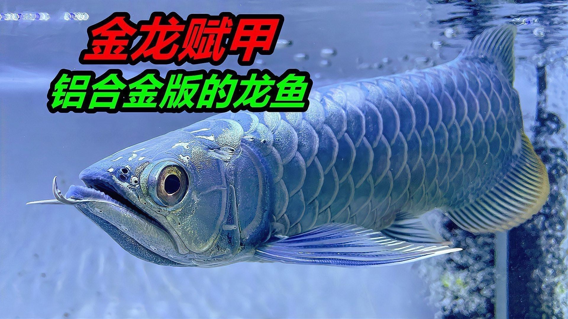 小魚缸養(yǎng)龍魚視頻