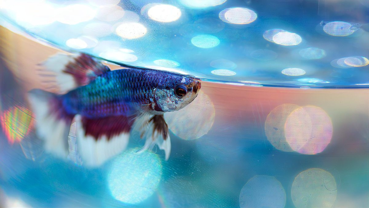 如何判斷龍魚(yú)是否處于打架狀態(tài)？