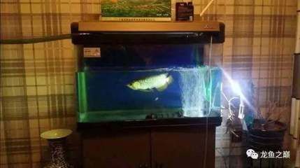 龍魚如何快養(yǎng)大，如何快速養(yǎng)大龍魚