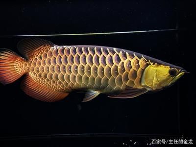 古典金龍魚特點是什么樣的（古典過背金龍魚的特點）