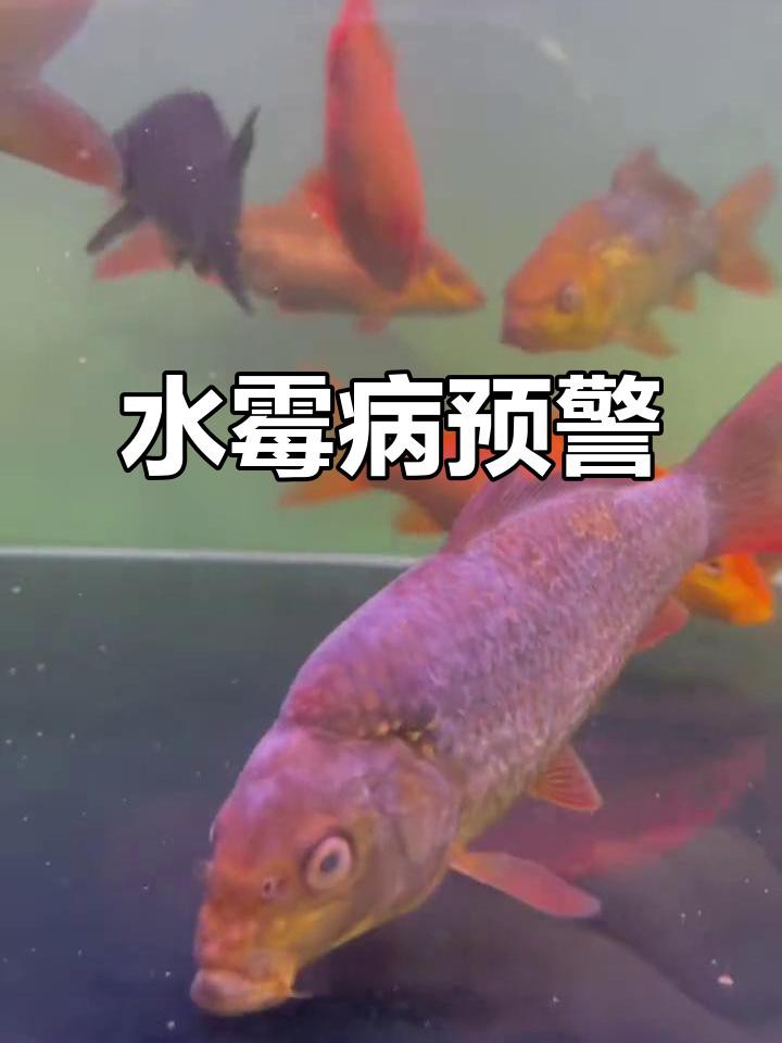 銀龍魚(yú)水霉病的癥狀有哪些？
