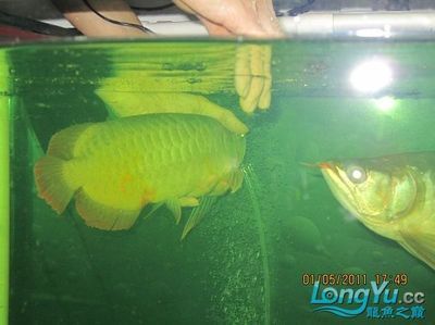 龍魚做手術多少錢一次?。糊堲~手術的費用是多少