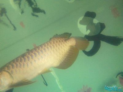 龍魚做手術多少錢一次啊：龍魚手術的費用是多少