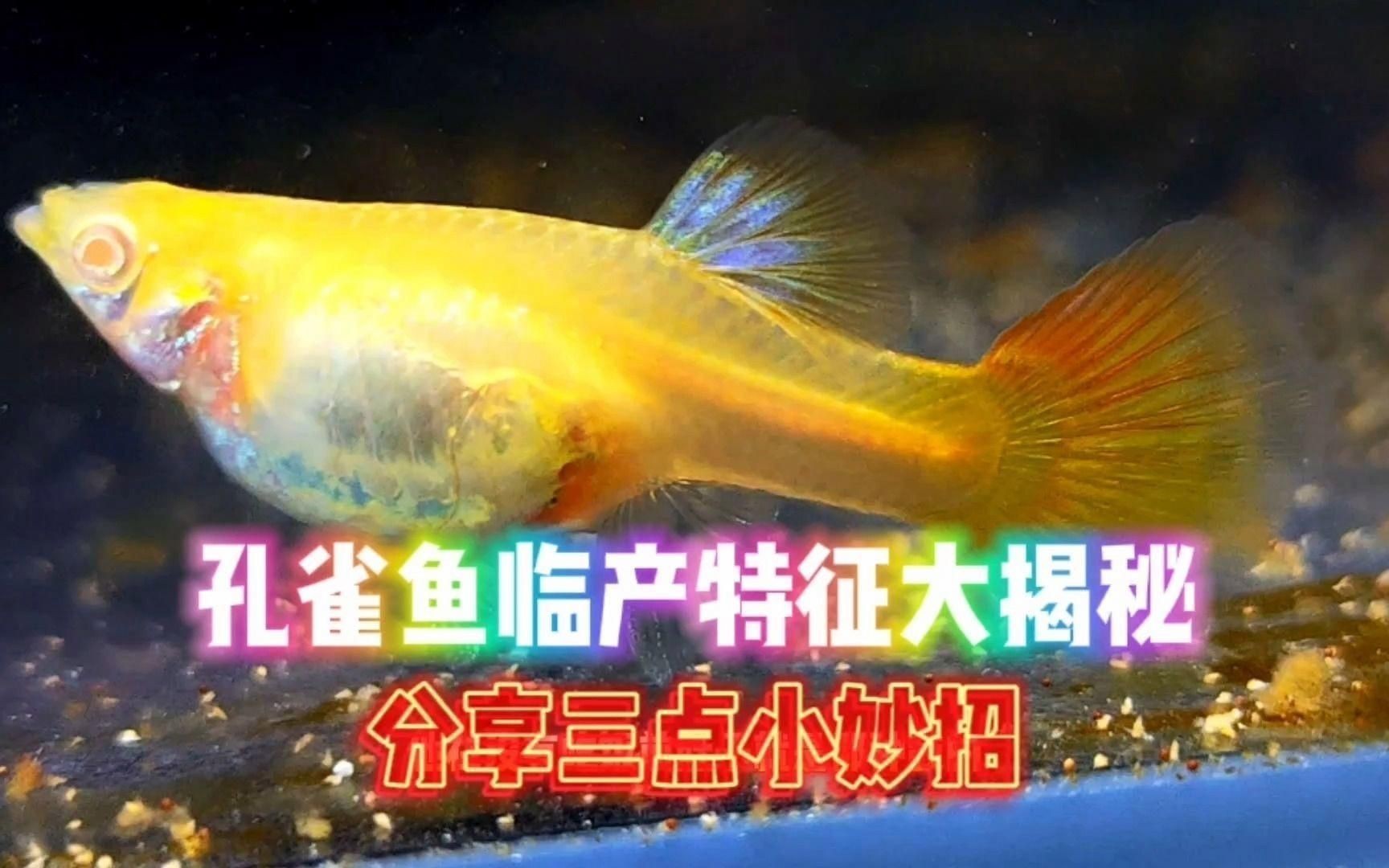 孔雀魚臨產前5天狀態