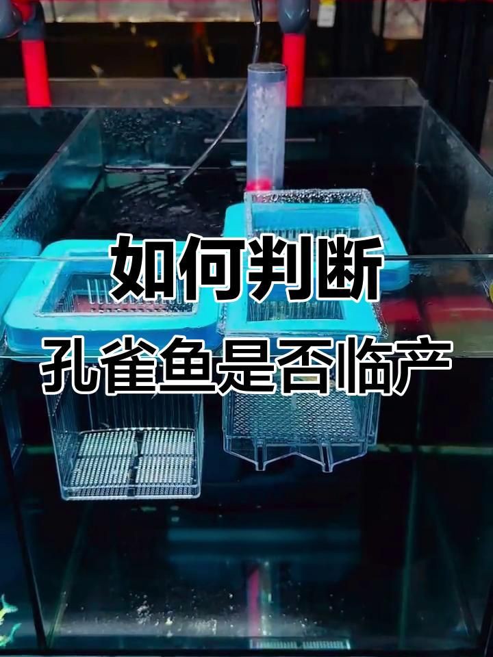 孔雀魚臨產前5天狀態