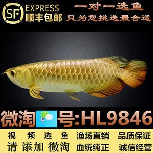 金龍魚有號半嗎（號半龍魚的生物學(xué)特征與養(yǎng)殖價值）