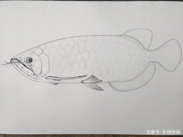 恐龍魚(yú)簡(jiǎn)筆畫圖片大全