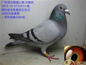 廣東金龍魚賽鴿王寶玉：2018年廣東金龍魚賽鴿王寶玉賽鴿王寶玉賽鴿資訊