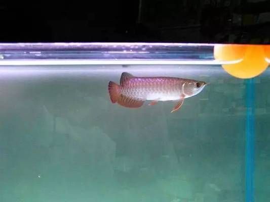 寶石金龍魚長大啥樣：寶石金龍魚的成長過程