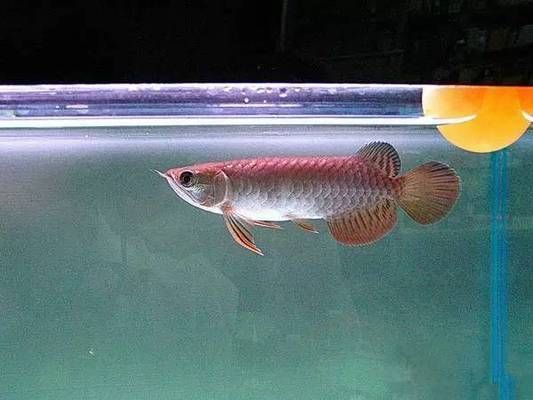 寶石金龍魚(yú)長(zhǎng)大啥樣：寶石金龍魚(yú)的成長(zhǎng)過(guò)程