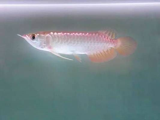 寶石金龍魚(yú)長(zhǎng)大啥樣：寶石金龍魚(yú)的成長(zhǎng)過(guò)程