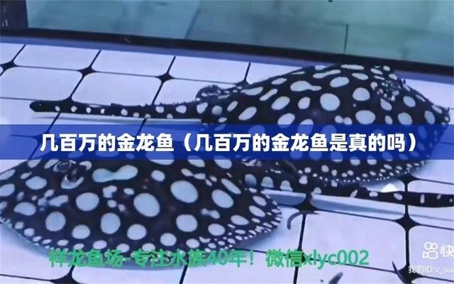 金龍魚值錢嗎是真的嗎還是假的啊（金龍魚是否值錢）