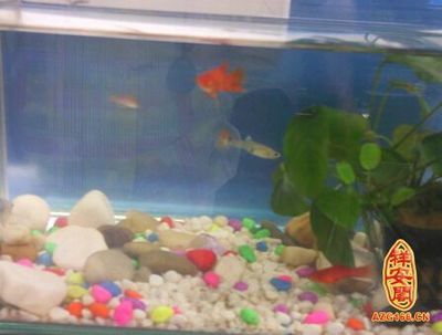 龍魚(yú)和金魚(yú)能放在一起養(yǎng)嗎？（龍魚(yú)與金魚(yú)混養(yǎng)的喂食策略，如何判斷金魚(yú)與龍魚(yú)的性格是否相容？）