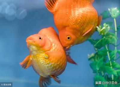 龍魚(yú)和金魚(yú)能放在一起養(yǎng)嗎？（龍魚(yú)與金魚(yú)混養(yǎng)的喂食策略，如何判斷金魚(yú)與龍魚(yú)的性格是否相容？）