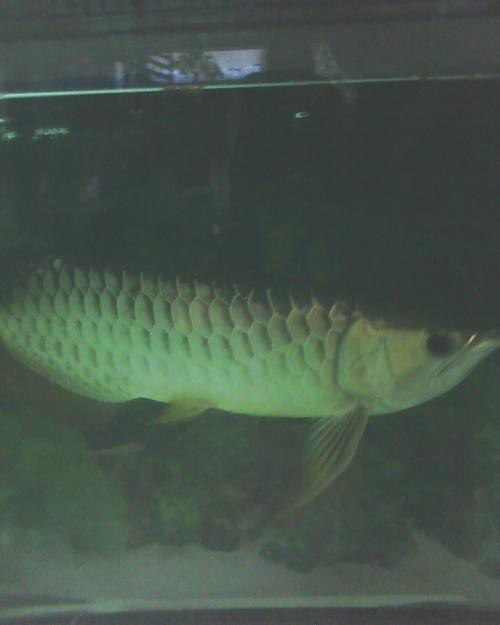 藍色金龍魚圖片大全