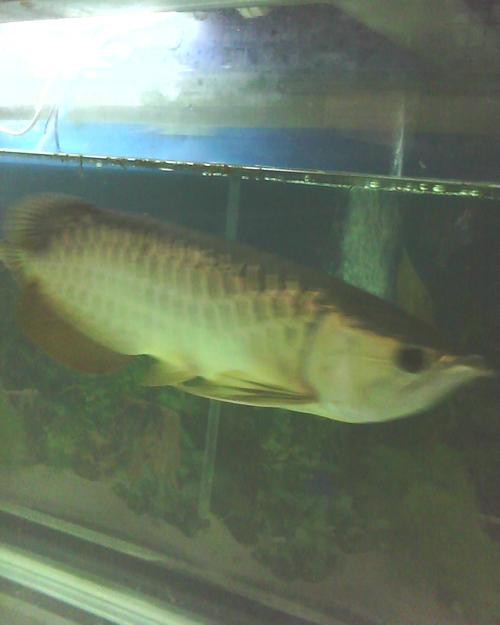 藍色金龍魚圖片大全