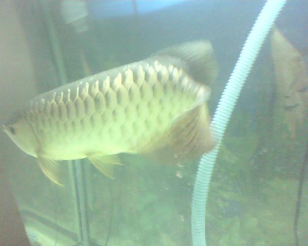 藍色金龍魚圖片大全