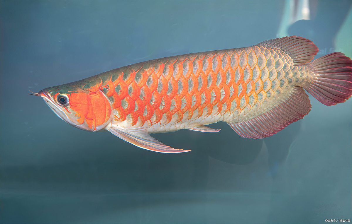 藍色金龍魚圖片大全