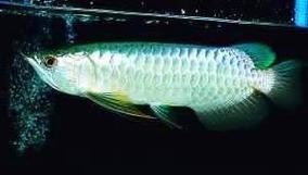 藍色金龍魚圖片大全